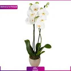 گلدان ارکیده سفید (ارسال به فنلاند) | انگور