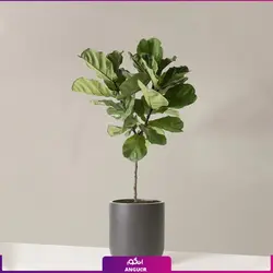 گلدان طرح جدید مریخ نما همراه با لیراتا چند شاخه