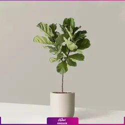 گلدان طرح جدید مریخ نما همراه با لیراتا چند شاخه
