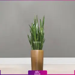 گلدان طرح جدید مریخ نما همراه با سانسوریا سبز