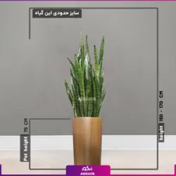 گلدان طرح جدید مریخ نما همراه با سانسوریا سبز