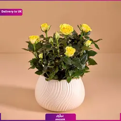 آلبوم عکس سورپرایزی شخصی داخل باکس (ارسال هدیه به انگلستان) | انگور