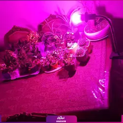 پروژکتور ال ای دی فول اسپکتروم رشد گیاه 120 وات ~ 360wl | انگور