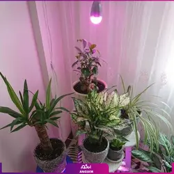 پروژکتور ال ای دی فول اسپکتروم رشد گیاه 120 وات ~ 360wl | انگور