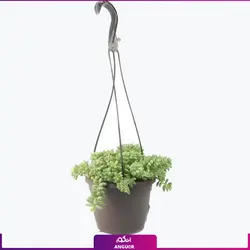 گلدان سدوم نقره ای (دم الاغی) | انگور
