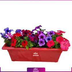 خرید گل گلدانی سینگونیوم برای هدیه انگور مرکز گل و گیاه در ایران