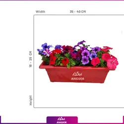 خرید گل گلدانی سینگونیوم برای هدیه انگور مرکز گل و گیاه در ایران