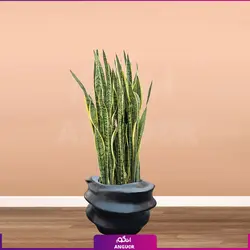 گلدان فایبر گلاس تابان طرح جدید انگور همراه با سانسوریا ابلق (گلدان دکوراتیو مدرن) | انگور