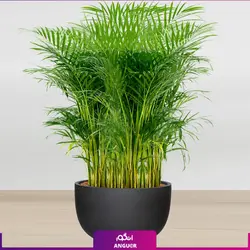 نخل اریکا سایز غول پیکر با گلدان فایبر گلاس (special plant) | انگور