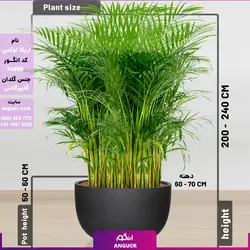 نخل اریکا سایز غول پیکر با گلدان فایبر گلاس (special plant) | انگور