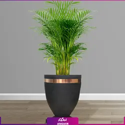 گلدان دکوراتیو با نخل اریکا (گلدان لوکس) | انگور