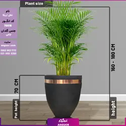 گلدان دکوراتیو با نخل اریکا (گلدان لوکس) | انگور