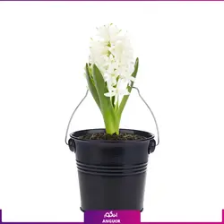 سفارش اینترنتی گلدان سنبل طبیعی از گل فروشی آنلاین انگور