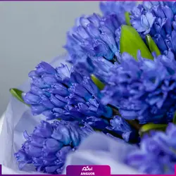 سفارش اینترنتی گلدان سنبل طبیعیاز گل فروشی آنلاین انگور