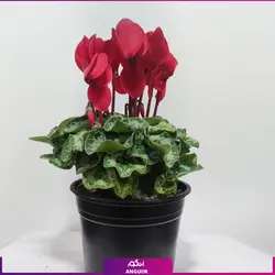 خرید گیاه سیکلامن | انگور مرکز گل و گیاه در ایران