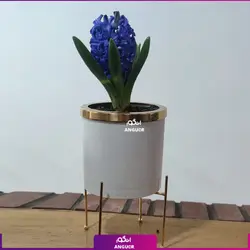 خرید آنلاین گلدان سنبل طبیعی از گلفروشی انگور