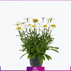 خرید اینترنتی گل گلدانی مینا مارگریت (بابونه) (مشاوره رایگان)