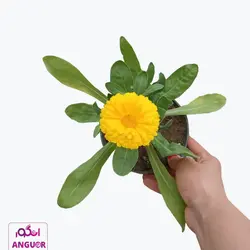 خرید اینترنتی گل گلدانی همیشه بهار (مشاوره رایگان)
