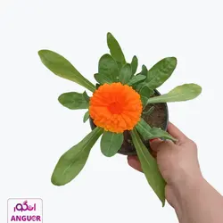 خرید اینترنتی گل گلدانی همیشه بهار (مشاوره رایگان)