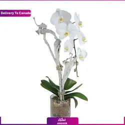 گلدان لیلیوم (ارسال گل به کانادا) | انگور