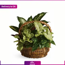 سبد گل سبز (ارسال گل به کانادا) | انگور
