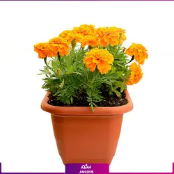 سفارش اینترنتی گلدان بهاری گل جعفری از گل فروشی آنلاین انگور