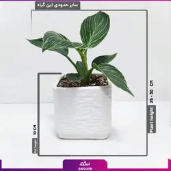 گل فیلودندرون برکین | انگور مرکز گل و گیاه در ایران