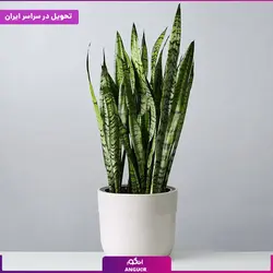 گلدان سانسوریا سبز (65 - 75 سانتی) | انگور