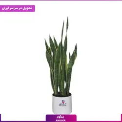 گلدان سانسوریا ابلق | انگور