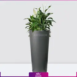 گلدان هدیه لوکس اسپاتی فیلوم بزرگ | مرکز گل و گیاه انگور