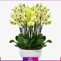 خرید آنلاین گلدان ارکیده دیزاین شده هدیه ای زیبا و جذاب (دو شاخه)