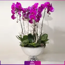 خرید آنلاین گلدان ارکیده سفید تک شاخه از مرکز گل و گیاه انگور
