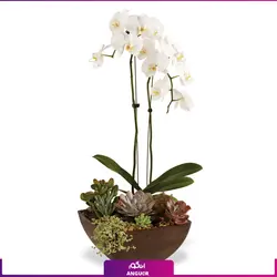 خرید آنلاین گلدان ارکیده سفید تک شاخه از مرکز گل و گیاه انگور