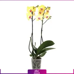 ارکیده زرد با گلدان گلخانه ای (دو شاخه) | انگور