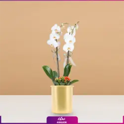 گلدان ارکیده مینیاتوری دو رنگ | انگور