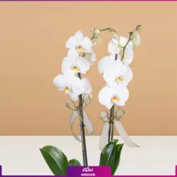 گلدان ارکیده مینیاتوری دو رنگ | انگور