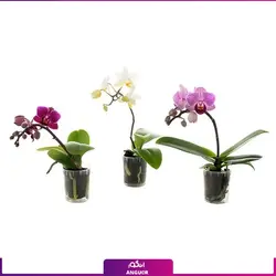 خرید اینترنتی گل گلدانی ارکیده (طبیعی) Orchids (مشاوره رایگان و ارسال به سراسر ایران)