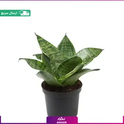 گلدان سانسوریا پا کوتاه مینی ( 15 - 20 سانتی ) | انگور