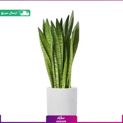 گلدان سانسوریا سبز ( 60 - 70 سانتی ) | انگور