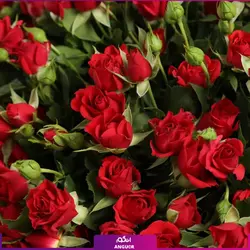 خرید آنلاین دسته گل ترکیبی رز مینیاتوری، ژربرا و داوودی | گلفروشی آنلاین انگور