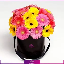 خرید آنلاین باکس گل ژربرا دو رنگ | گلفروشی آنلاین انگور