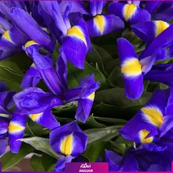 خرید انلاین دسته گل زنبق (45 عددی)، دسته گل | سایت آنلاین انگور