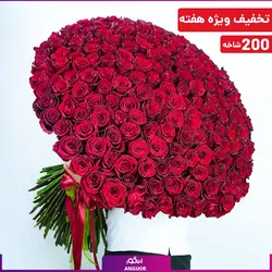 دسته گل 200 شاخه رز قرمز با 80 سانتی (رزهلندی درجه یک به قیمت درب گلخانه) | انگور