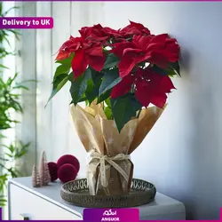 دسته گل رز تابستانی با گلدان (ارسال گل به انگلستان) | انگور