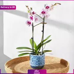 گلدان ارکیده صورتی (ارسال گل به انگلستان) | انگور