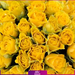 خرید آنلاین دسته گل 101 شاخه گل رز زرد 40 سانتی | گل فروشی آنلاین انگور