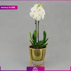 گلدان طلایی با ارکیده سفید دو شاخه (دبی و امارات) | انگور