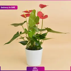 گلدان آنتوریوم قرمز (ارسال به دبی و امارات) | انگور