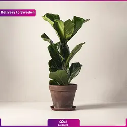 گلدان نخل اریکا 60 سانتی (ارسال گل به سوئد ) | انگور