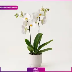 گلدان ارکیده سفید (ارسال هدیه به سوئد ) | انگور
